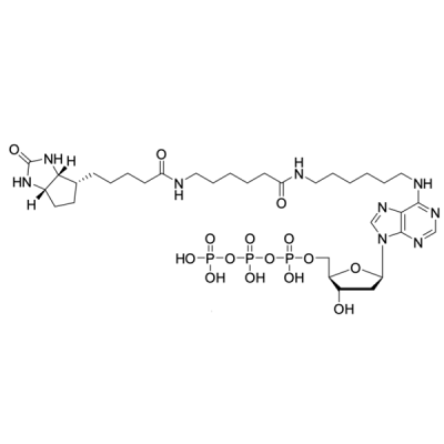 Biotin-14-dATP