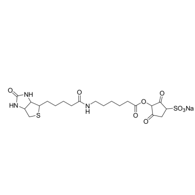 Biotin-sulfo NHS Ester