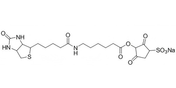 Biotin Sulfo-NHS Ester