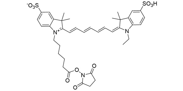 CY7-Sulfo NHS Ester