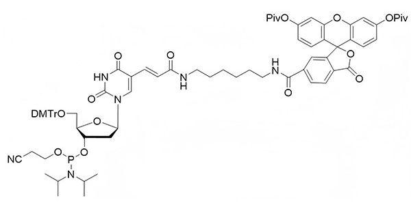 FAM-dT Phosphoramidite