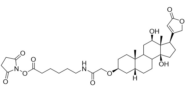 Digoxin NHS Ester