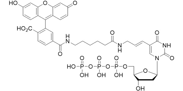 FAM-12-dUTP