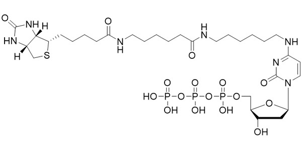 Biotin-14-dCTP