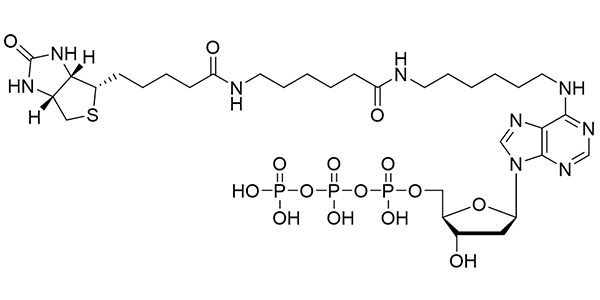 Biotin-14-dATP
