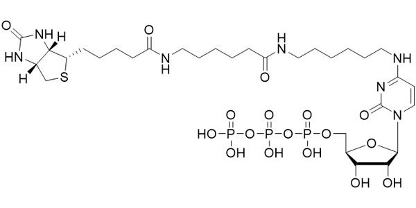 Biotin-14-CTP